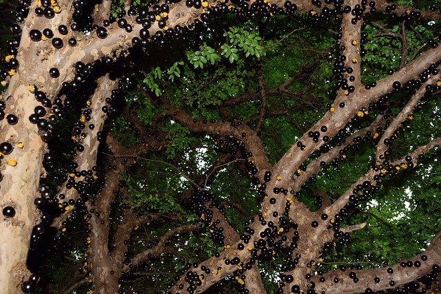 Comida com J: jaca, jabuticaba, joelho de porco e mais
